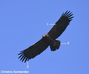 Aigle criard (Clanga clanga) adulte