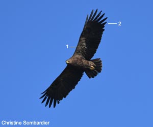 Aigle criard (Clanga clanga) adulte