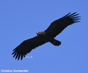 Aigle criard (Clanga clanga) adulte