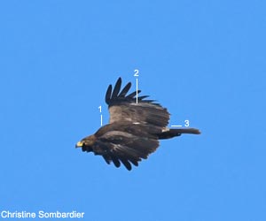 Aigle criard (Clanga clanga) adulte