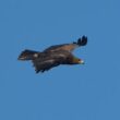Observation et identification d’un Aigle criard adulte en Vendée en mars et en avril 2025 : un oiseau « pur » ou hybride ?