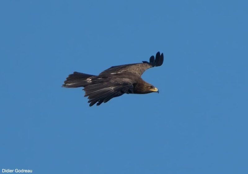 Observation et identification d’un Aigle criard adulte en Vendée en mars et en avril 2025 : un oiseau « pur » ou hybride ?