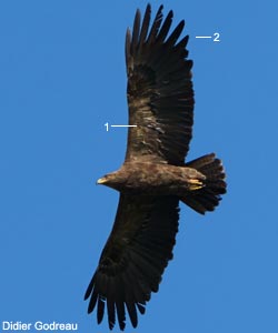 Aigle criard (Clanga clanga) adulte 