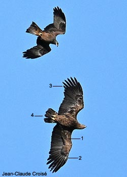 Aigle criard (Clanga clanga) adulte houspillé par un Milan noir (Milvus migrans)