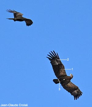 Aigle criard (Clanga clanga) adulte houspillé par un Milan noir (Milvus migrans)