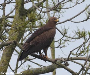 Aigle criard (Clanga clanga) adulte