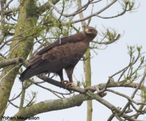 Aigle criard (Clanga clanga) adulte