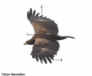 Aigle criard (Clanga clanga) adulte