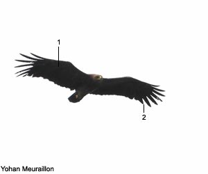 Aigle criard (Clanga clanga) adulte