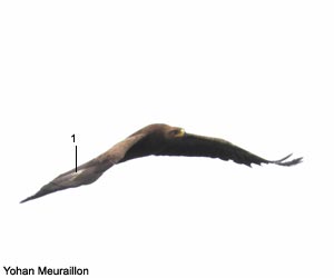 Aigle criard (Clanga clanga) adulte