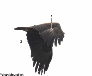 Aigle criard (Clanga clanga) adulte