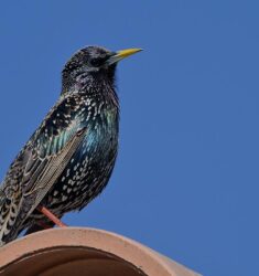 Comptage national printanier 2025 des oiseaux des jardins en France