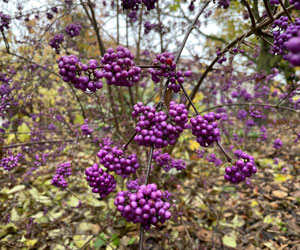 Callicarpe de Bodinier (Callicarpa bondinieri) 