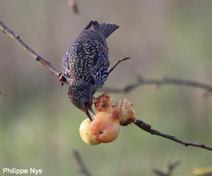 Étourneau sansonnet (Sturnus vulgaris) 