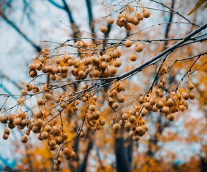 Les fruits du Lilas de Perse (Melia azedarach)