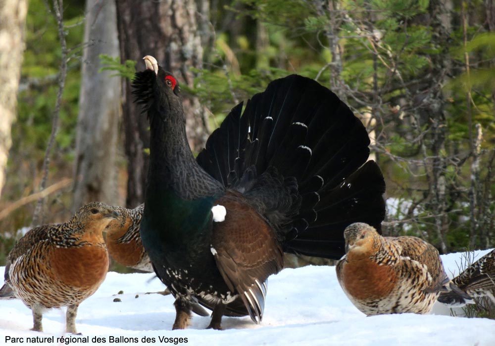 Grands Tétras (Tetrao urogallus) mâle et femelles