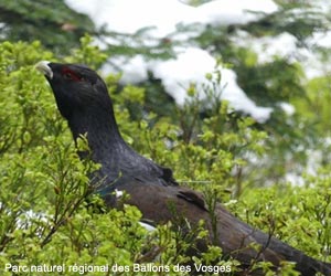 Grand Tétras (Tetrao urogallus) mâle