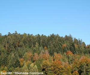 Hêtraie-sapinière dans le massif des Vosges