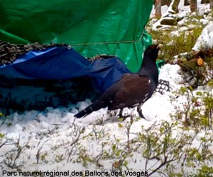 Grand Tétras (Tetrao urogallus) mâle