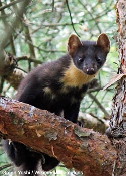 Martre des pins (Martes martes)