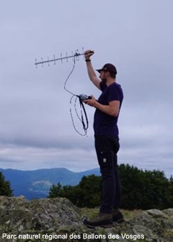 Suivi des Grands Tétras (Tetrao urogallus) équipés de balises GPS