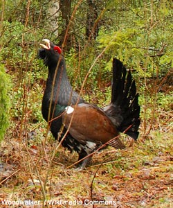 Grand Tétras (Tetrao urogallus) mâle