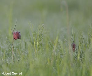 Fritillaires pintades (Fritillaria meleagris)