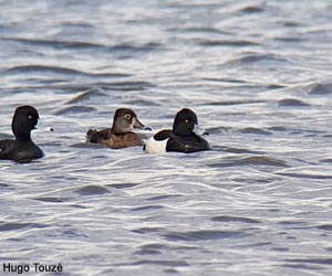 Fuligule à bec cerclé (Aythya collaris) femelle et Fuligules morillons (A. fuligula) mâles