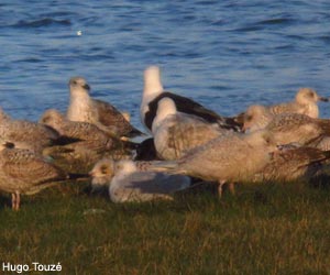 Goéland à ailes blanches (L. glaucoides) de premier hiver
