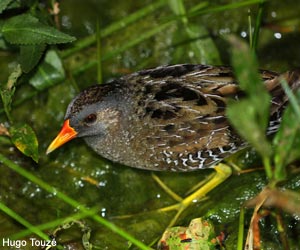 Marouette ponctuée (Porzana porzana)
