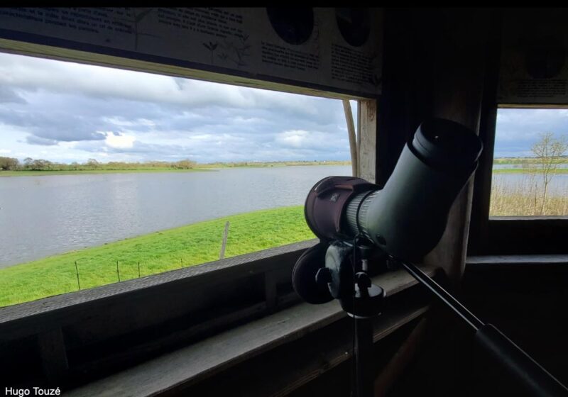 Observer les oiseaux dans le marais de Grée (Loire-Atlantique), une vaste zone inondable liée à la Loire