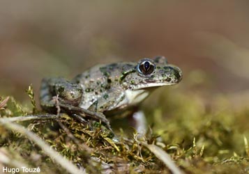 Pélodyte ponctué (Pelodytes punctatus) dans le marais de Grée (Loire-Atlantique)