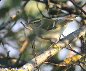 Pouillot à grands sourcils (Phylloscopus inornatus)