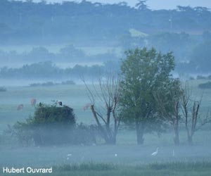 Cigognes blanches (Ciconia ciconia)
