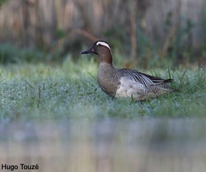 Sarcelle d’été (Spatula querquedula)