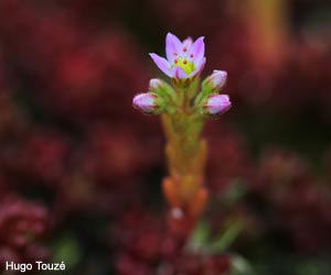 Orpin à cinq étamines (Sedum pentandrum)