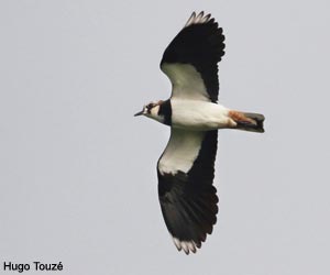Le Vanneau huppé (Vanellus vanellus) niche dans le marais de Grée (Loire-Atlantique)