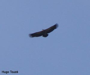 Vautour fauve (Gyps fulvus)