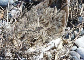 Cochevis huppé (Galerida cristata)