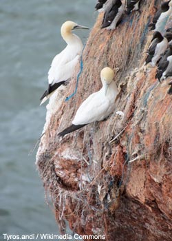 Fous de Bassan (Morus bassanus)