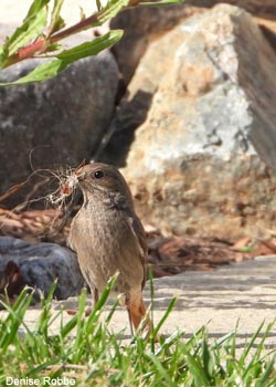 Rougequeue noir (Phoenicurus ochruros)