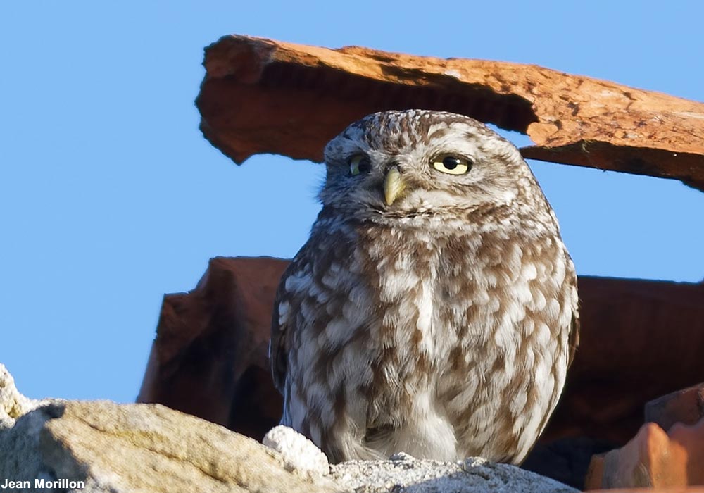 Chevêche d’Athéna (Athene noctua)