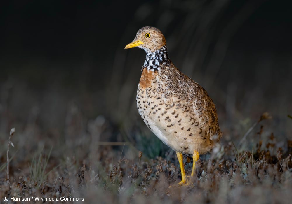 Pédionome errant (Pedionomus torquatus) femelle