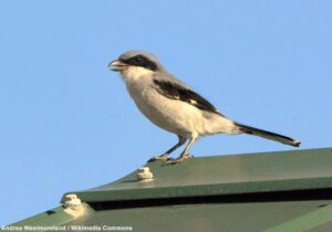 Pie-grièche migratrice (Lanius ludovicianus)