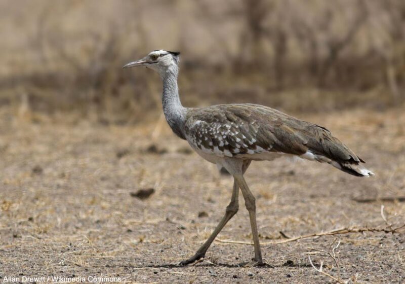 La guerre civile qui sévit au Yémen depuis 2014 aurait « permis » la survie d’une population d’Outardes arabes