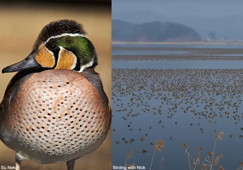 Sarcelle élégante  (Sibirionetta formosa) mâle