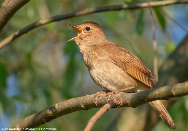 Le Rossignol progné a niché avec succès aux Pays-Bas en 2023