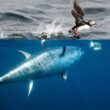 Première preuve documentée de prédation d’un Thon rouge de l’Atlantique sur un oiseau marin
