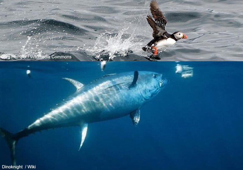 Première preuve documentée de prédation d’un Thon rouge de l’Atlantique sur un oiseau marin