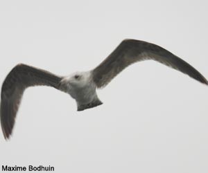 Goéland argenté (Larus argentatus) de premier hiver Goéland argenté (Larus argentatus) de premier hiver